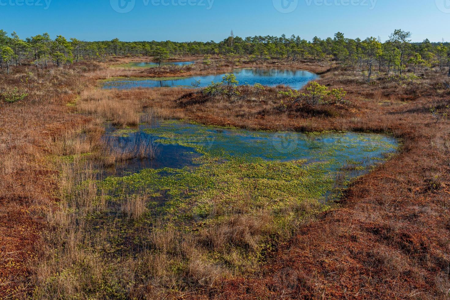 Spring in the swamp lakes photo