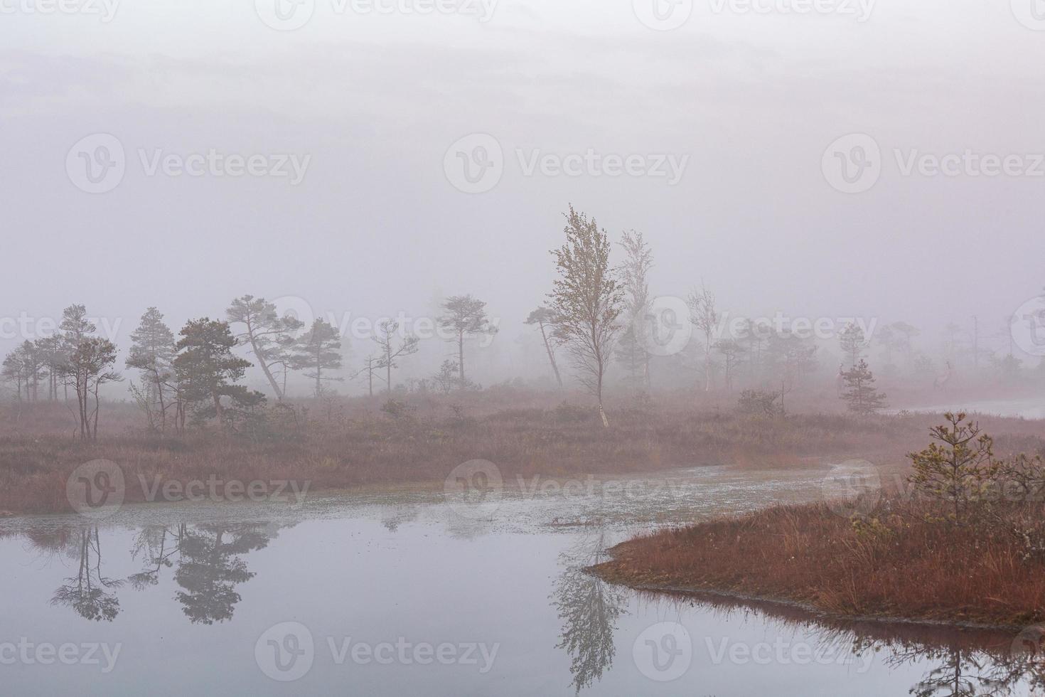 Spring in the swamp lakes photo