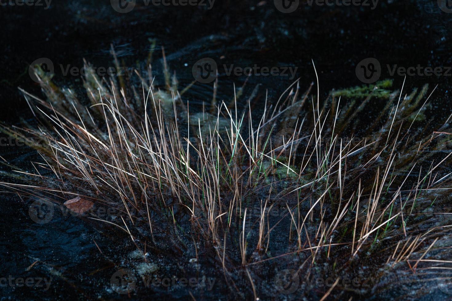 Spring in the swamp lakes photo