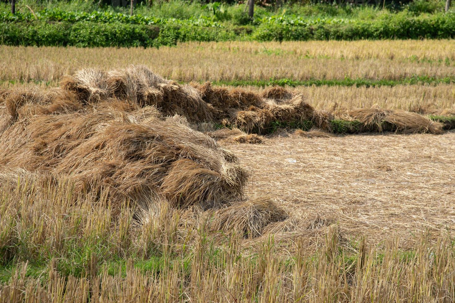 Dry straw texture background in the rice field photo