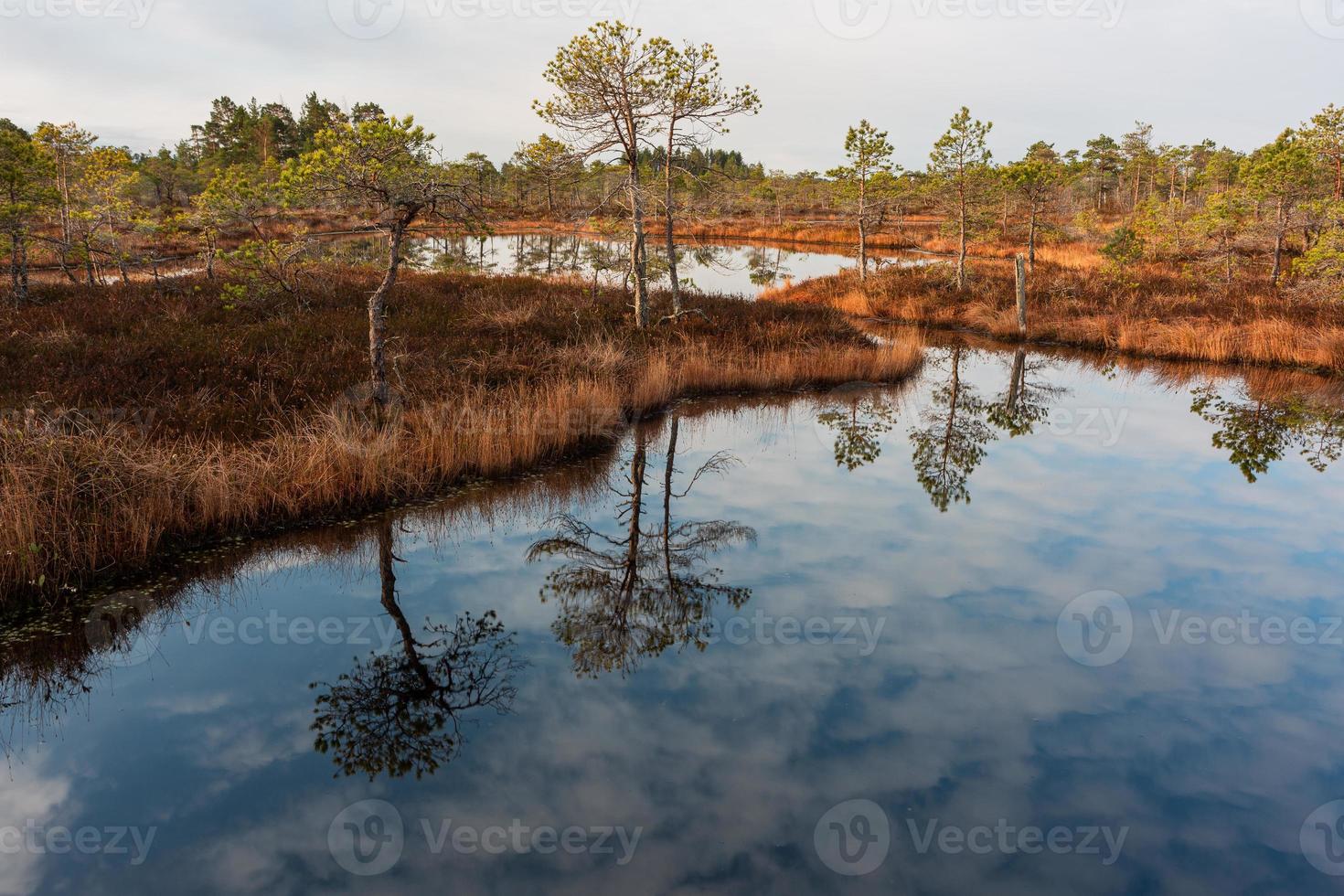 Spring in the swamp lakes photo
