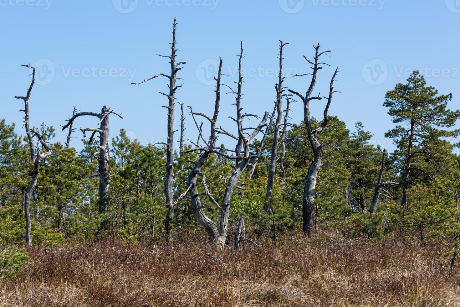 Spring in the swamp lakes photo