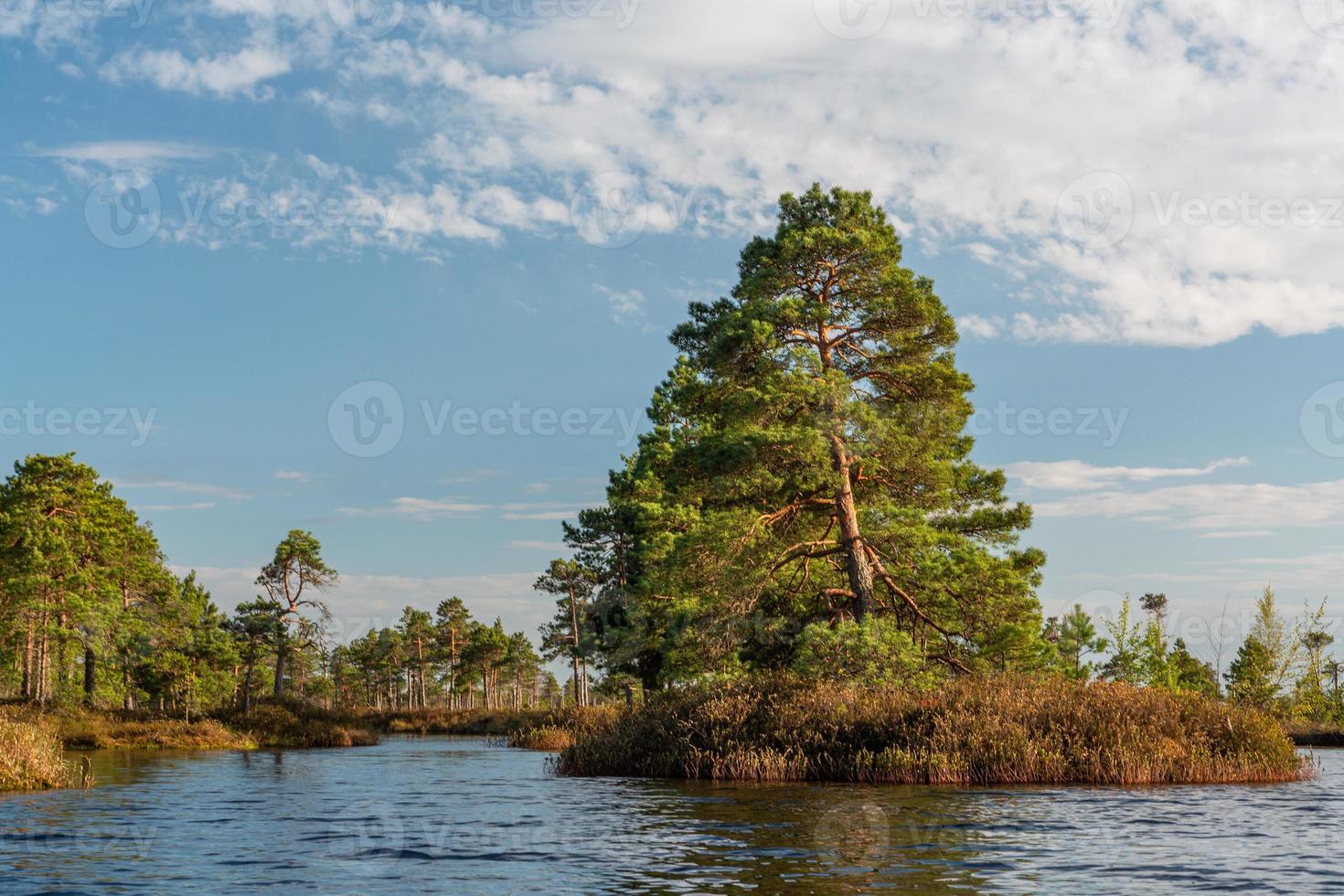 primavera en los lagos pantanosos foto