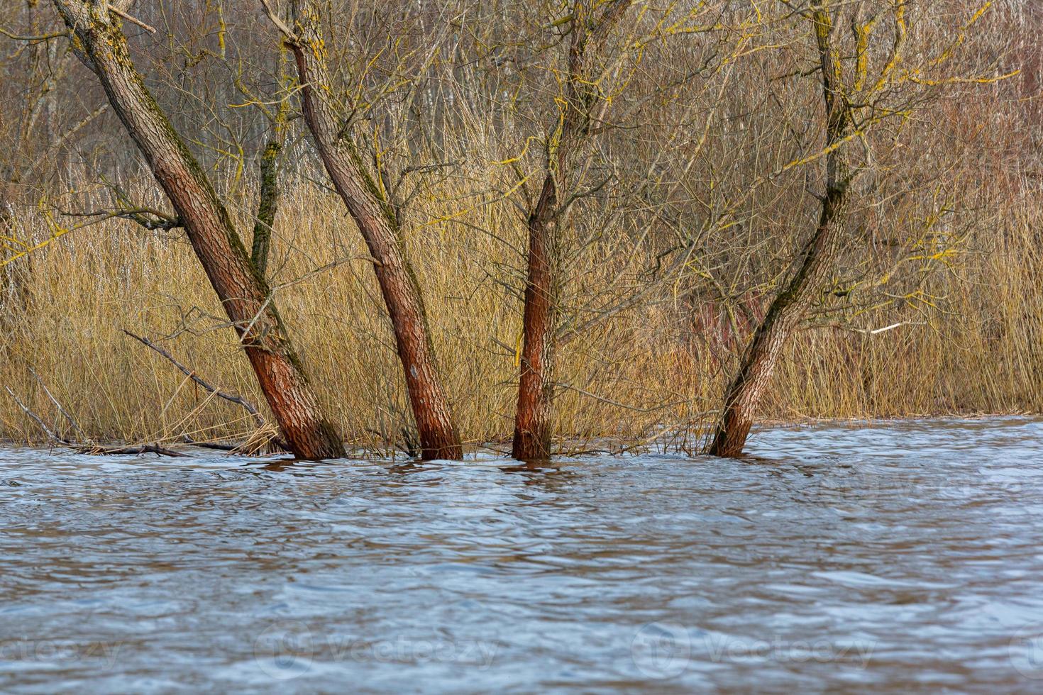 Flooded Meadows in Spring photo