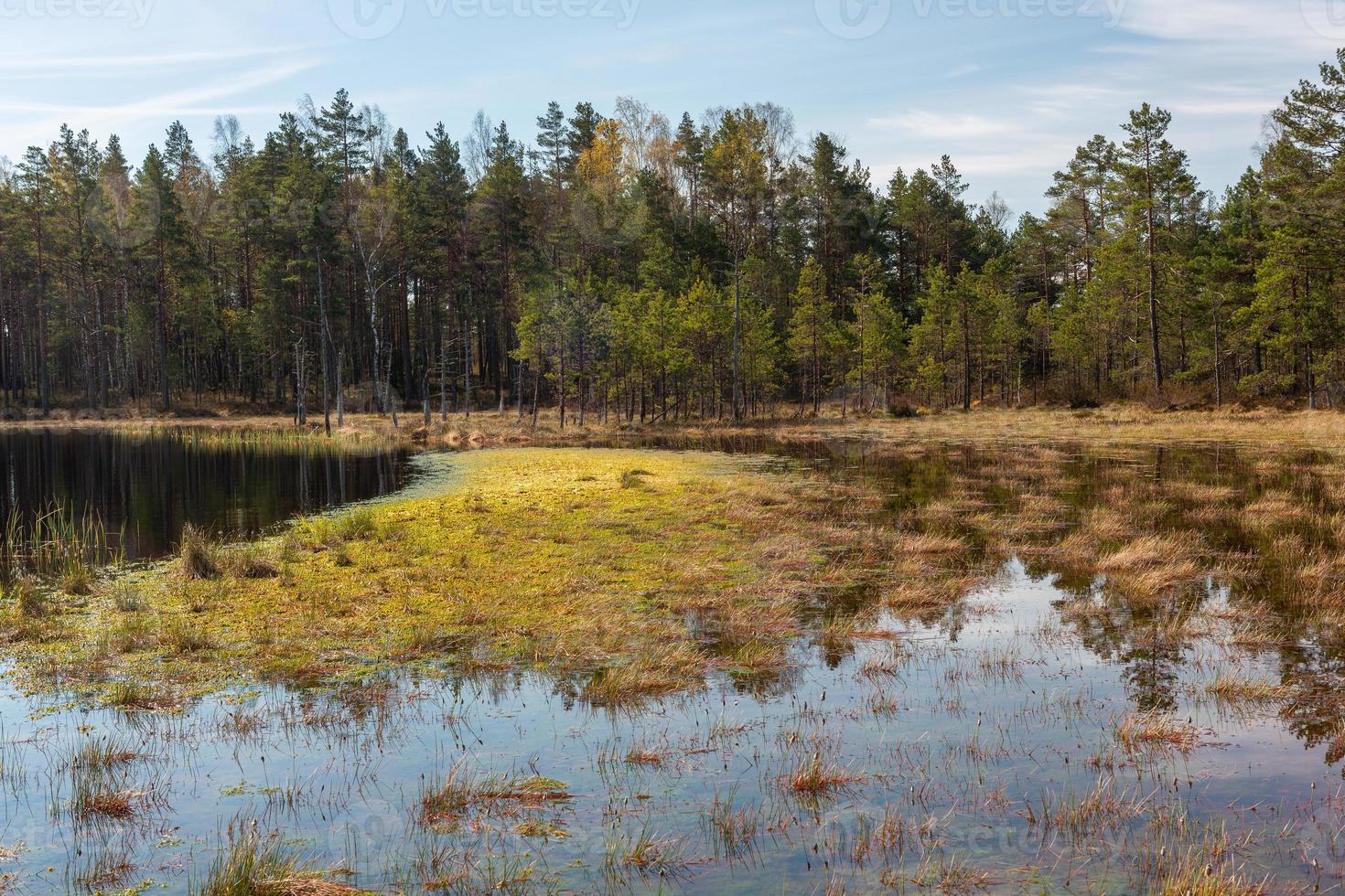 Spring in the swamp lakes photo