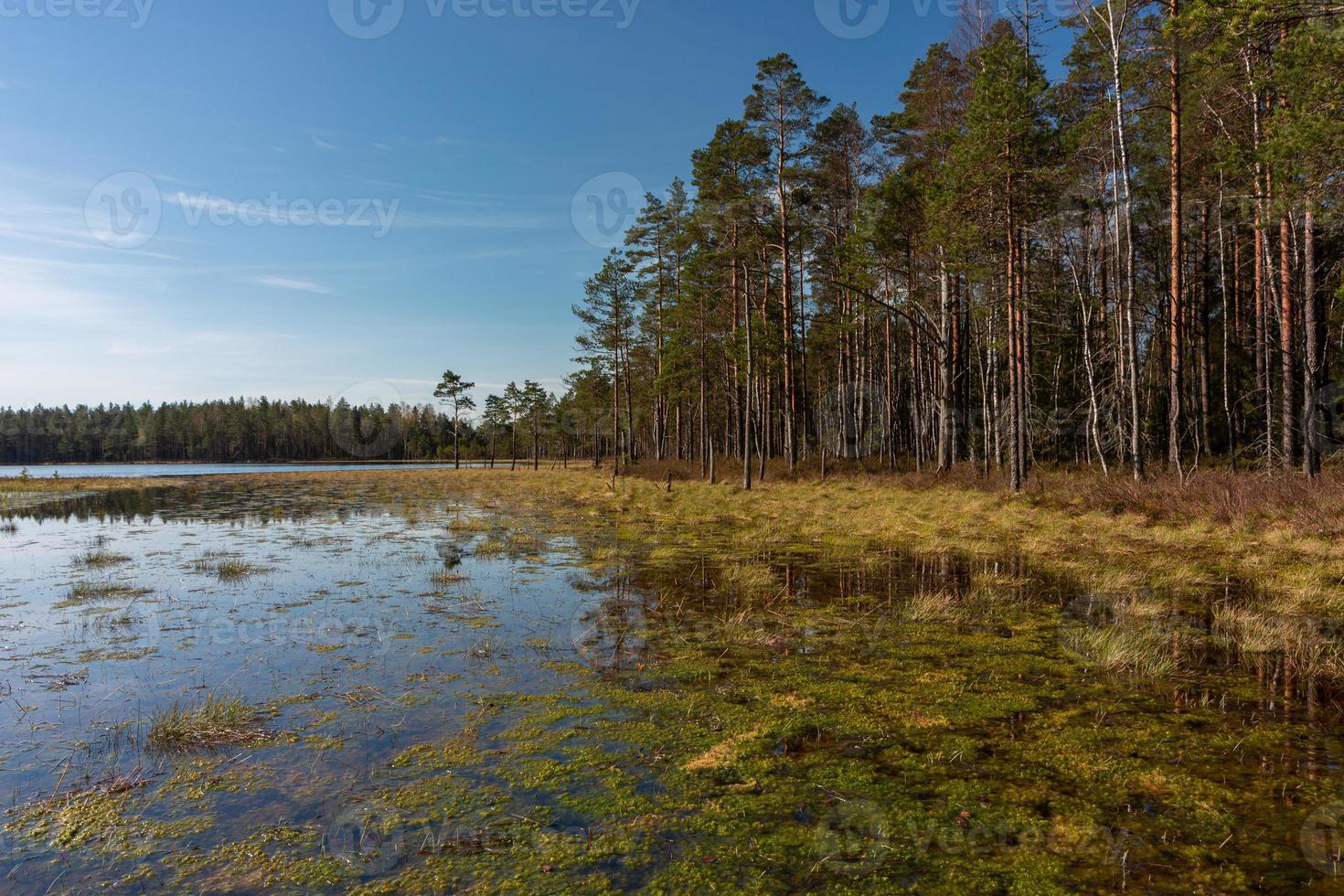 Spring in the swamp lakes photo