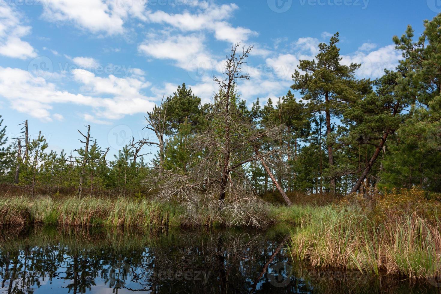 Spring in the swamp lakes photo