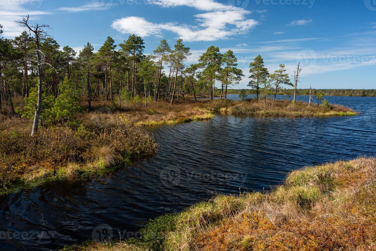 Spring in the swamp lakes photo