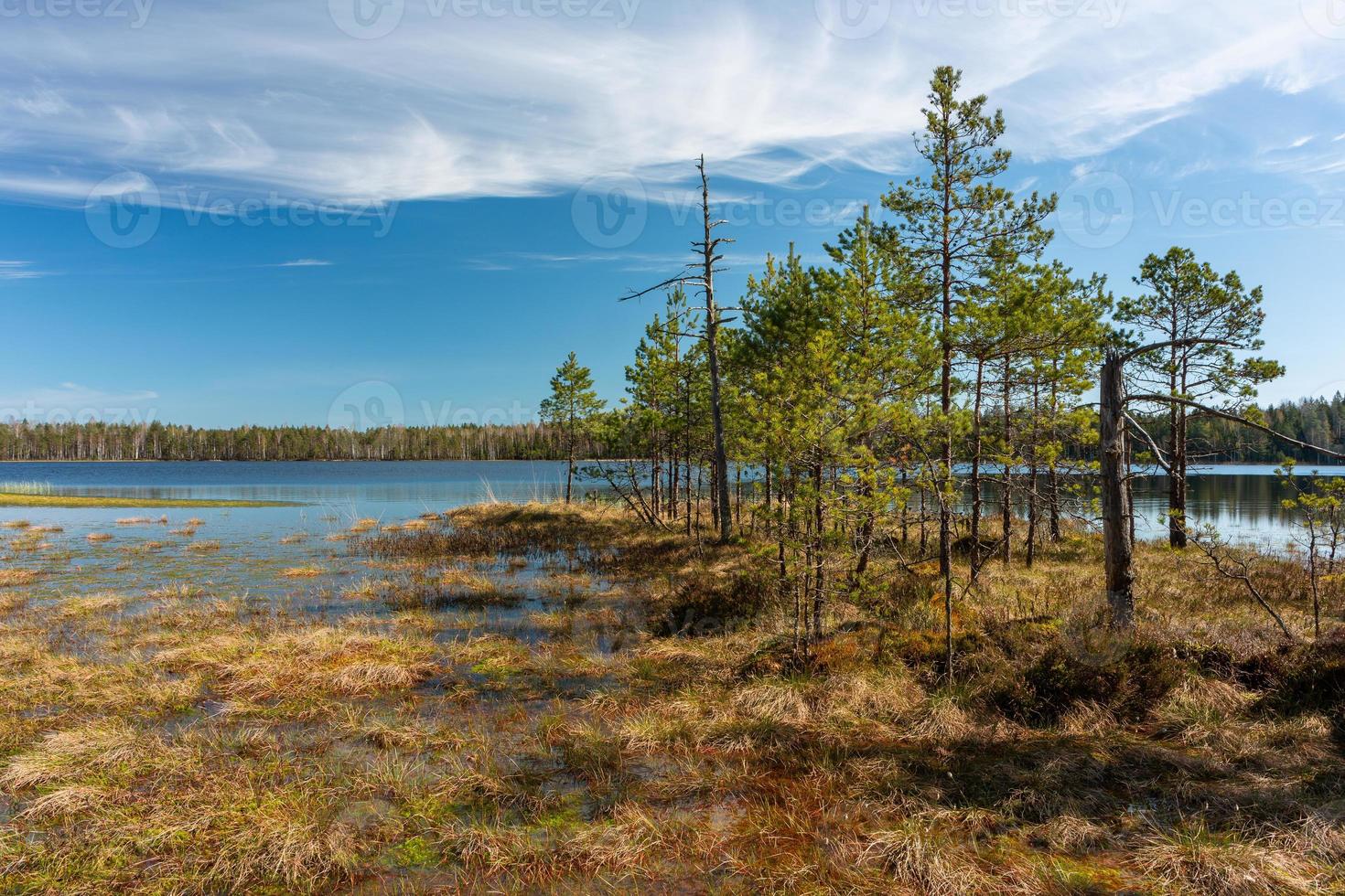 Spring in the swamp lakes photo