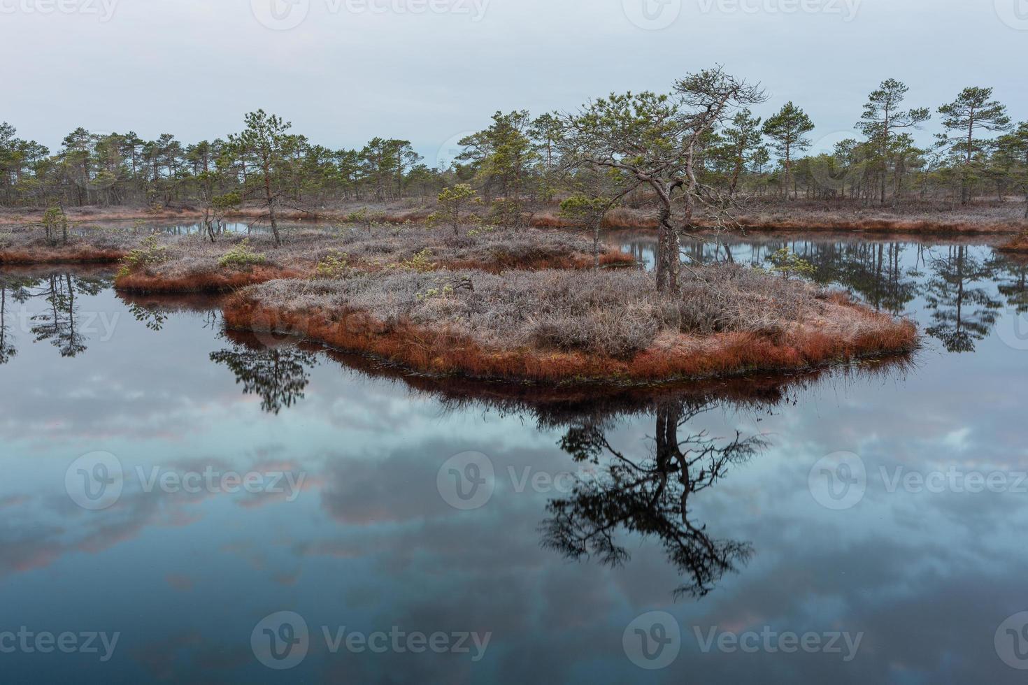 Spring in the swamp lakes photo