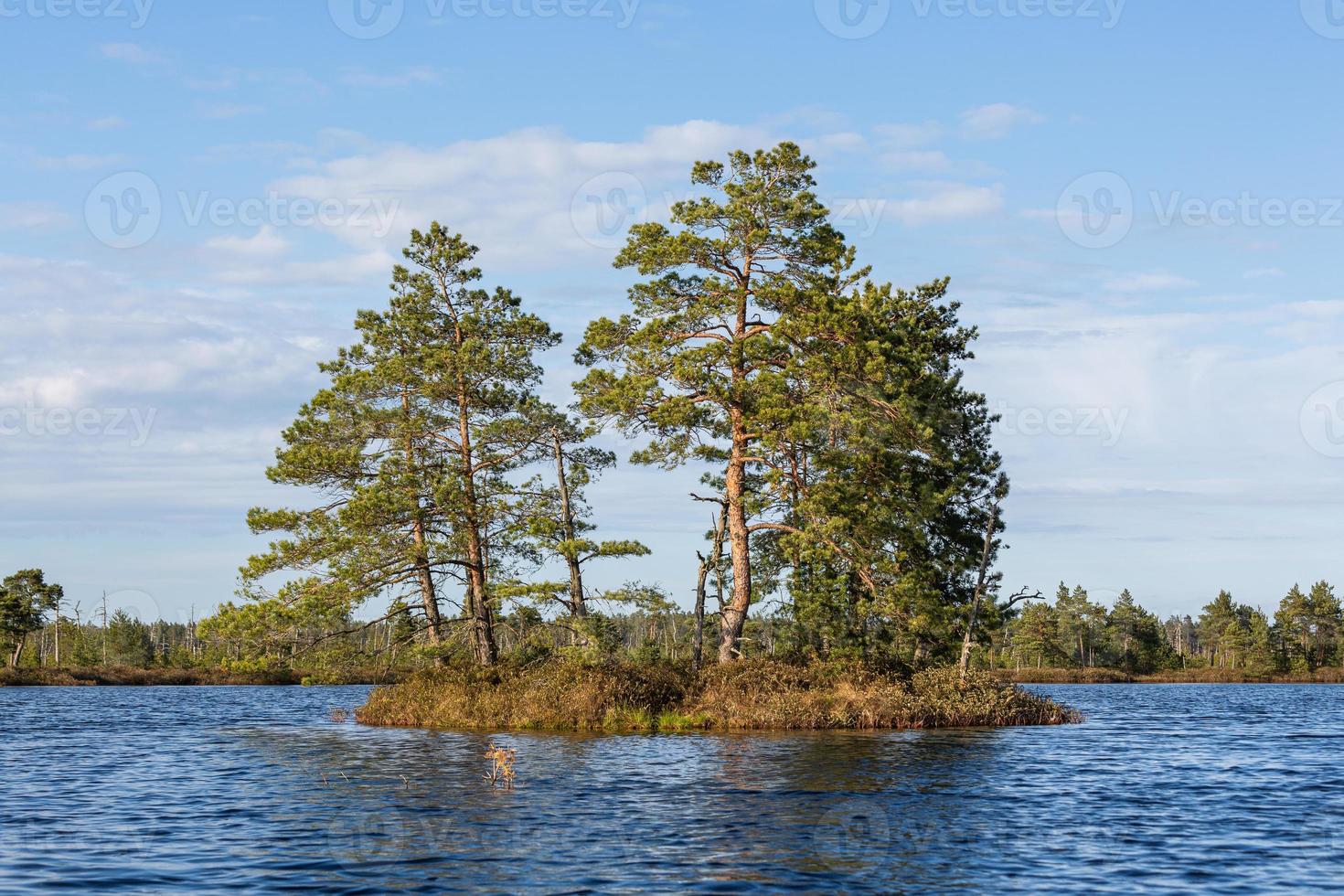 primavera en los lagos pantanosos foto