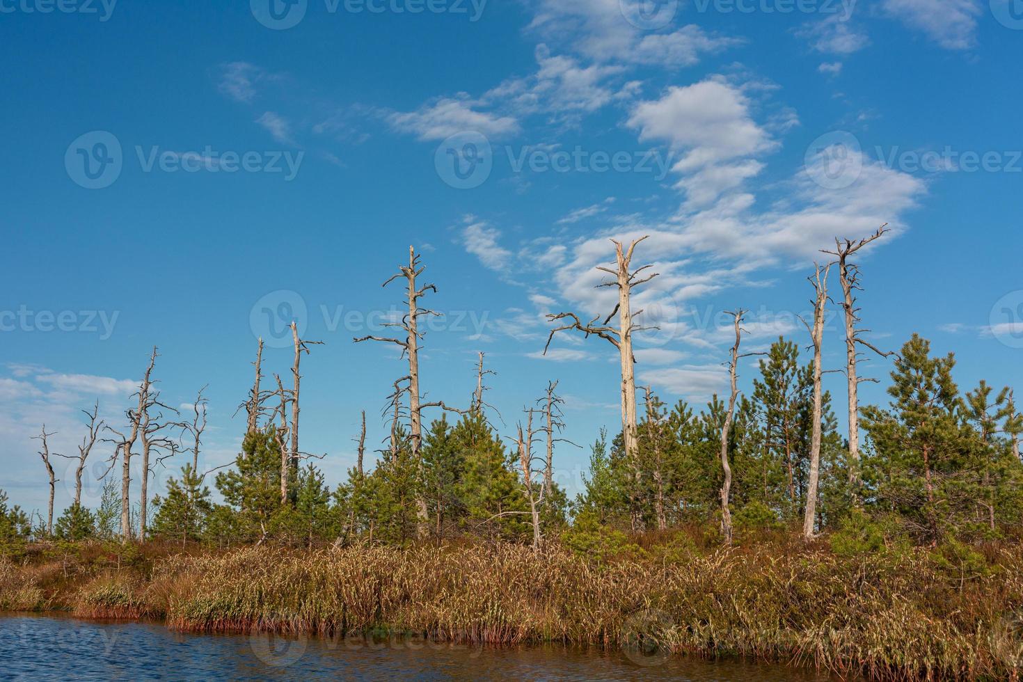 Spring in the swamp lakes photo