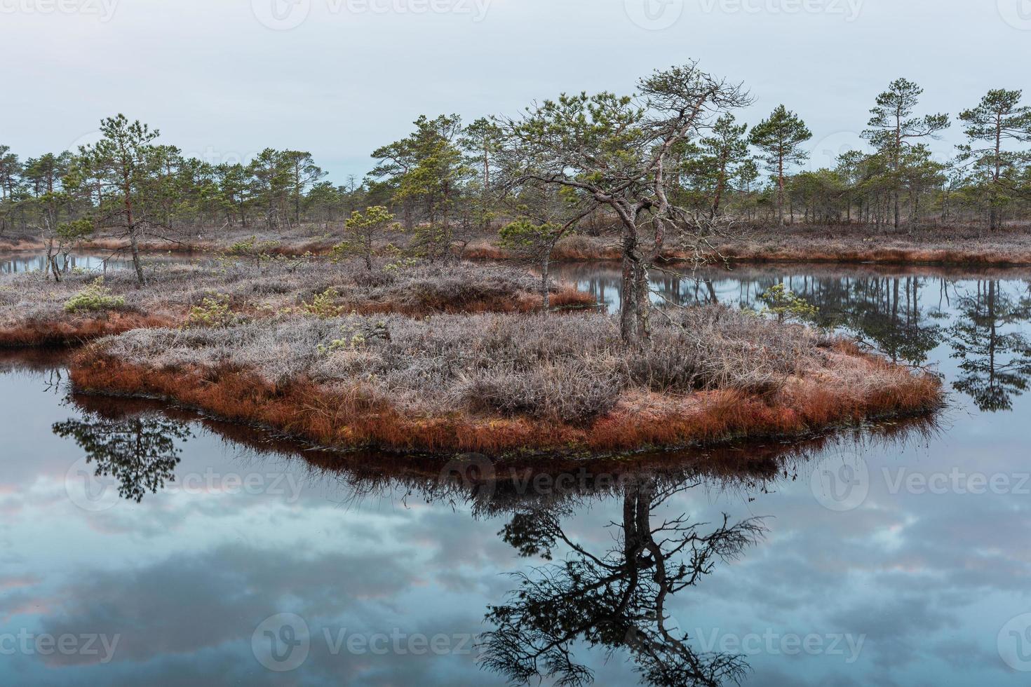 Spring in the swamp lakes photo