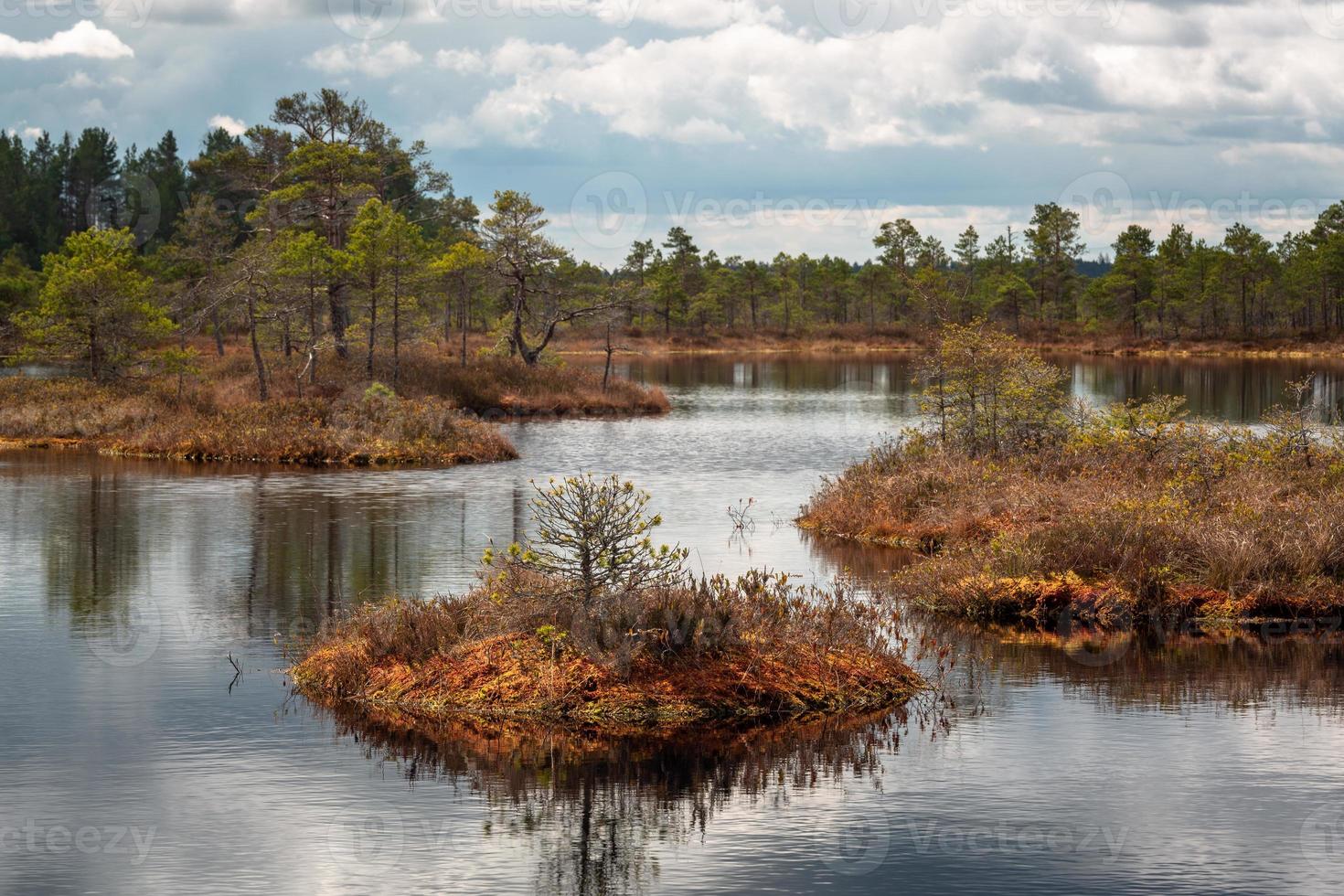 Spring in the swamp lakes photo