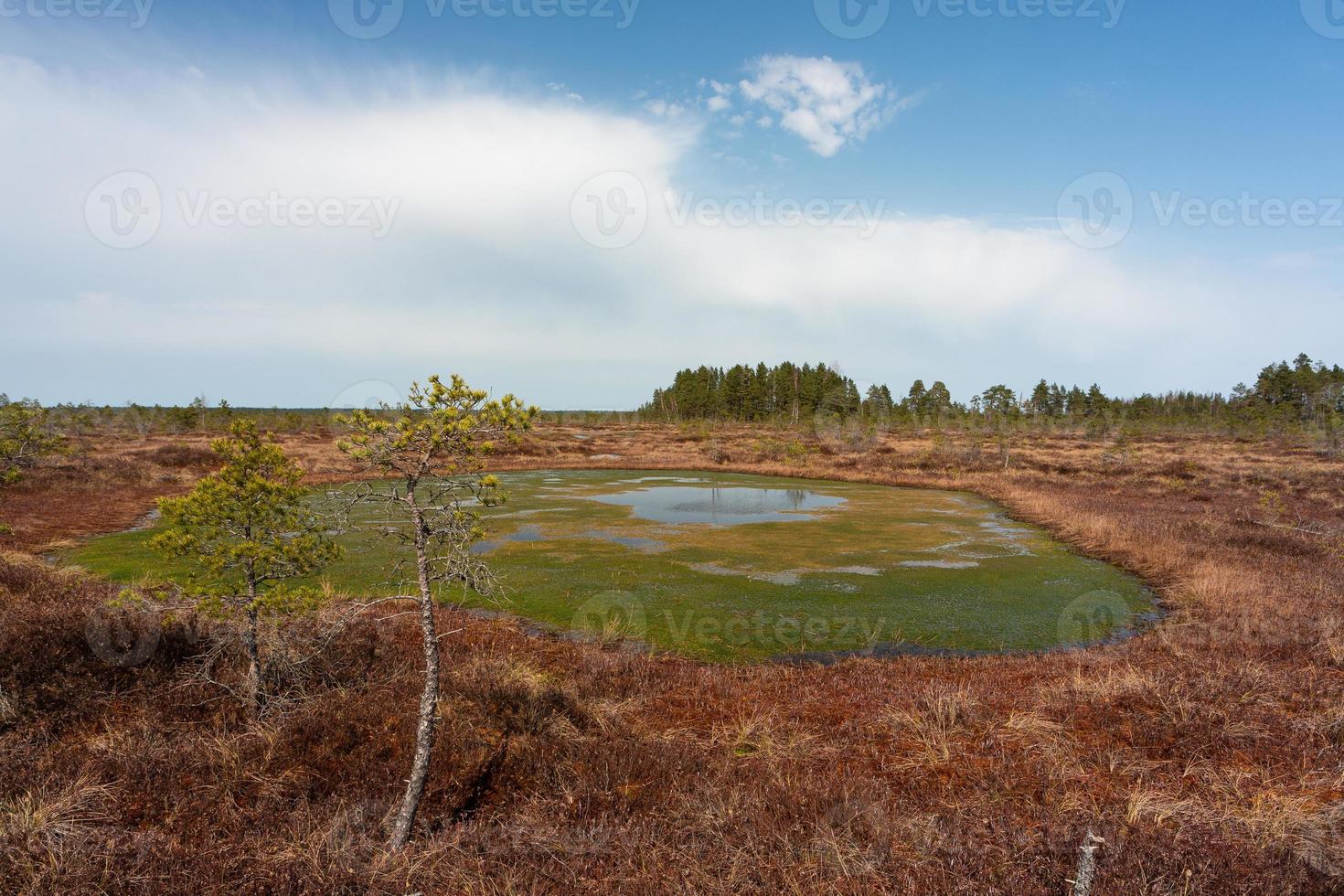 primavera en los lagos pantanosos foto