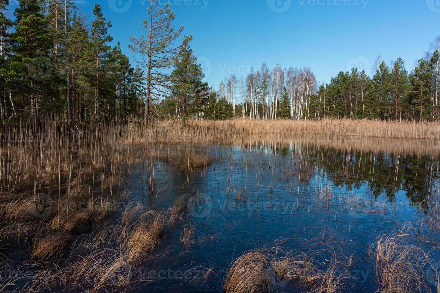 Spring in the swamp lakes photo