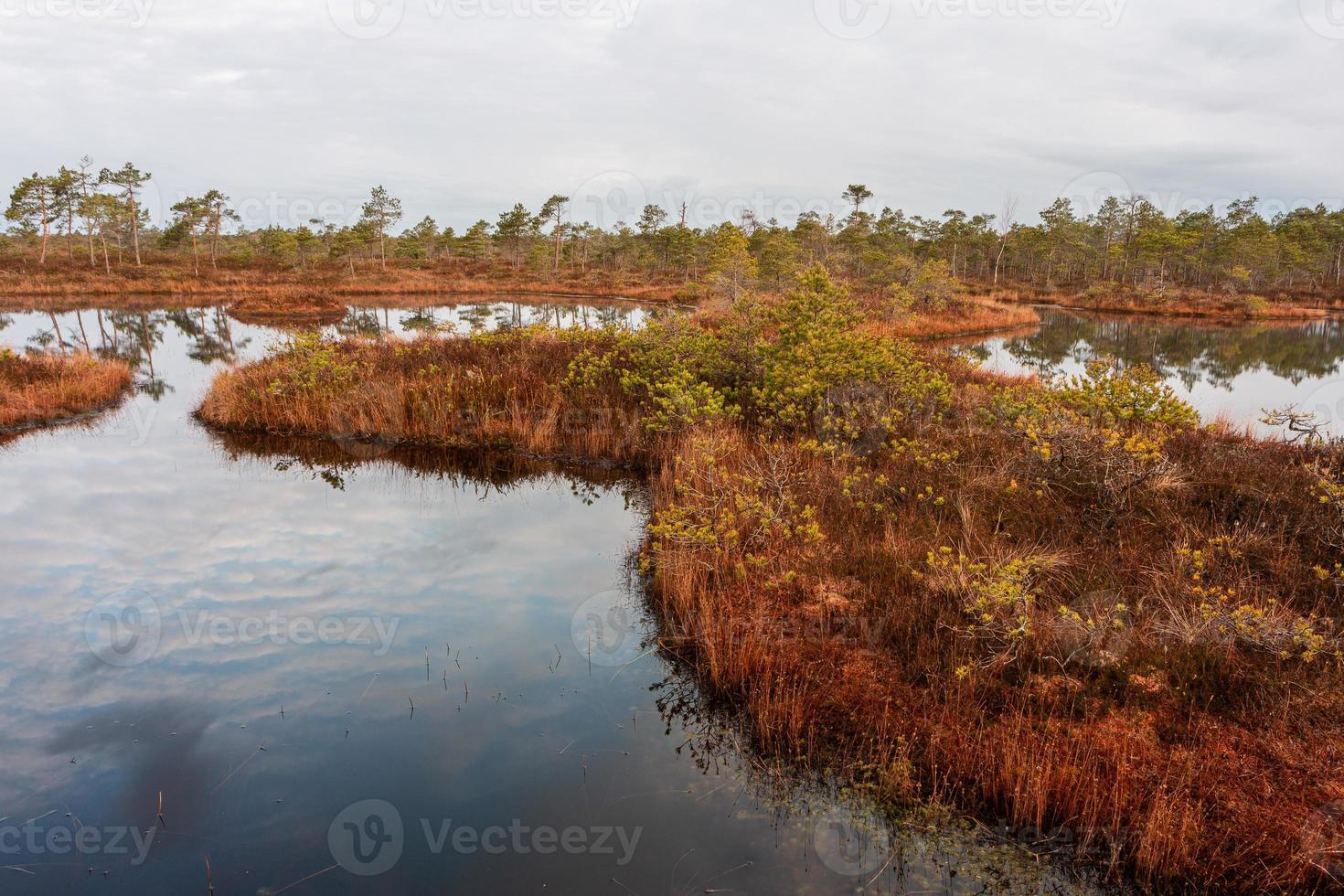 Spring in the swamp lakes photo