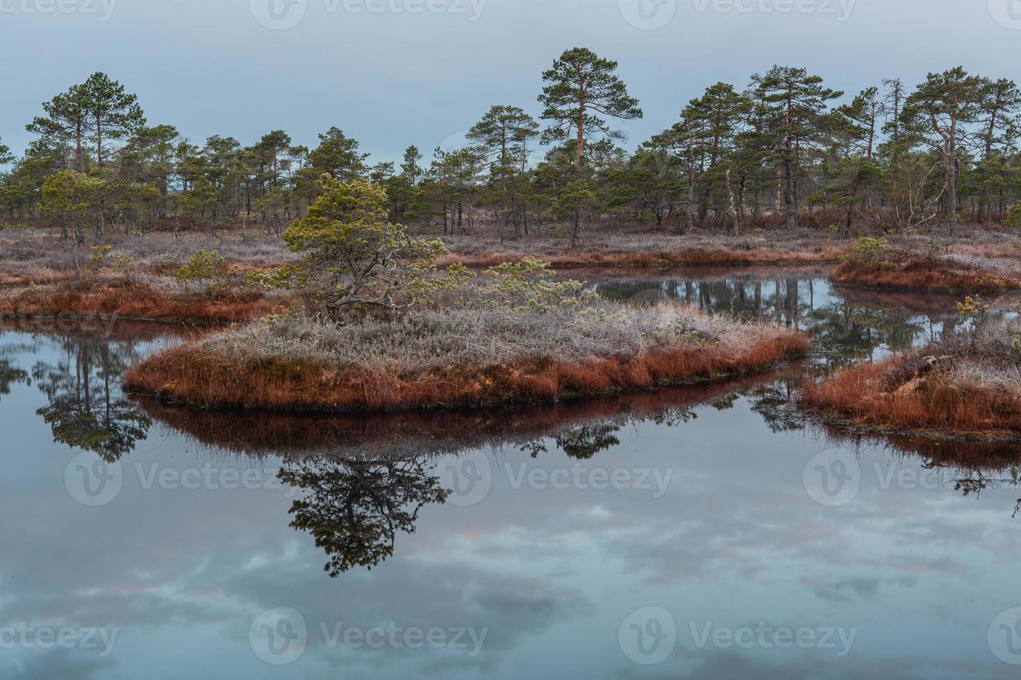 Spring in the swamp lakes photo