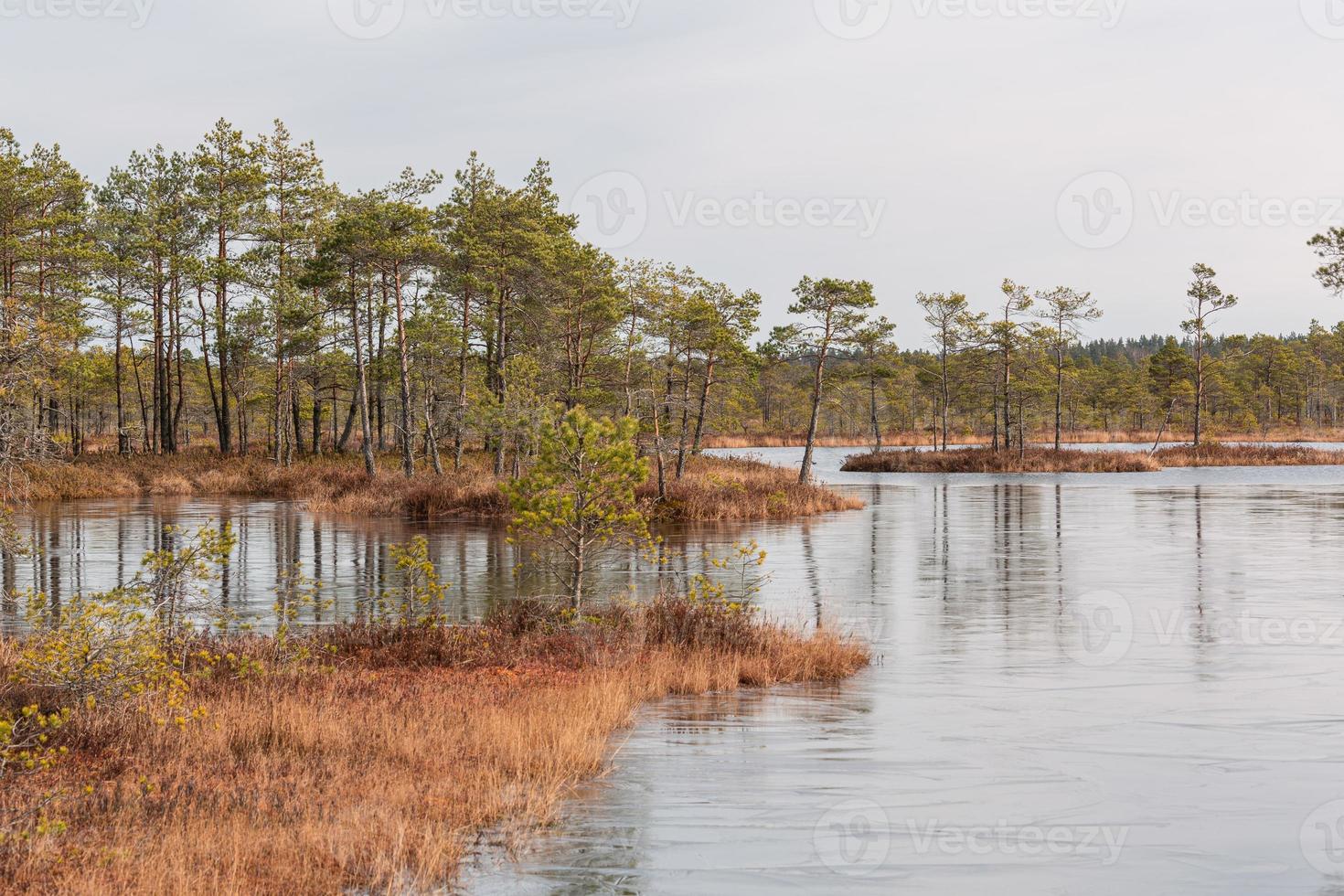 Spring in the swamp lakes photo