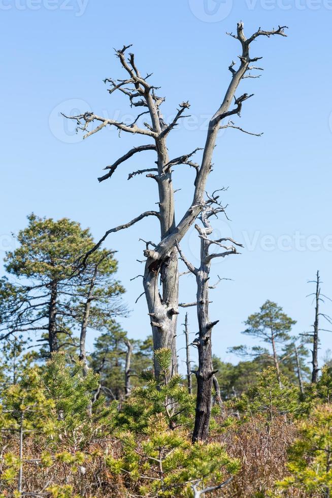 Spring in the swamp lakes photo