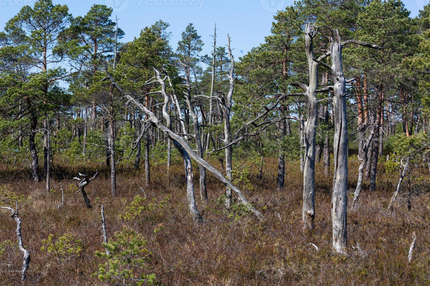 Spring in the swamp lakes photo