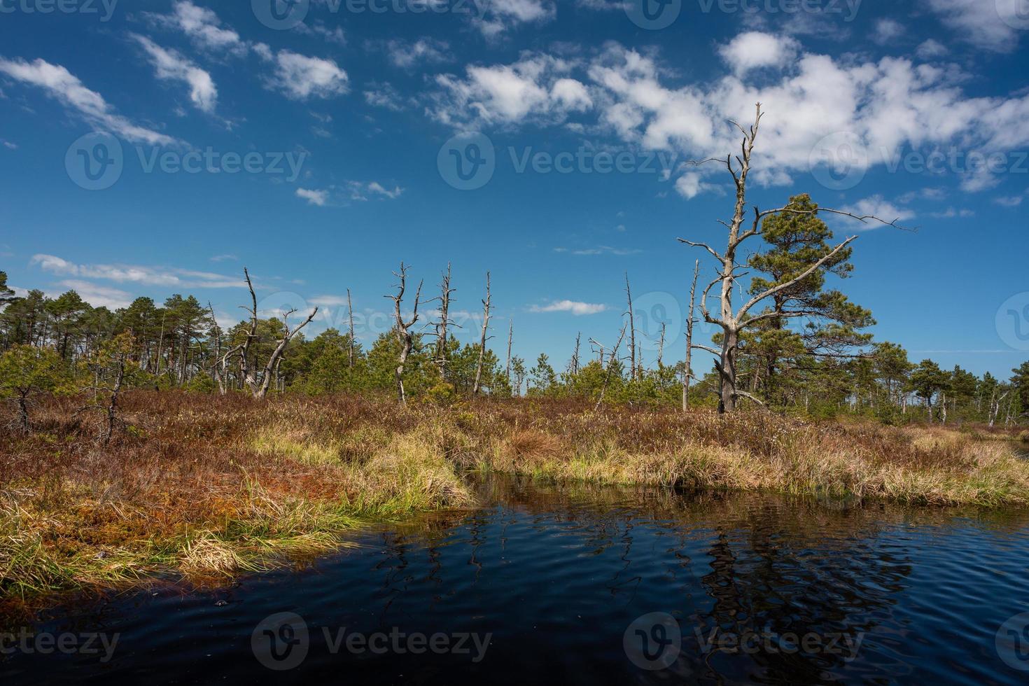 Spring in the swamp lakes photo
