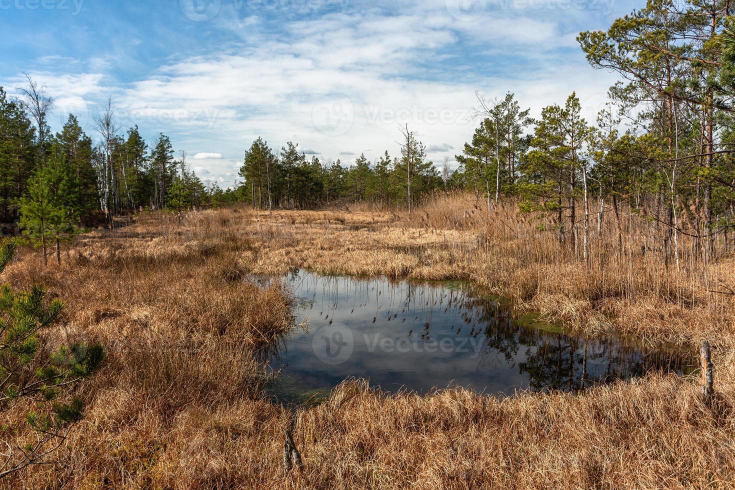 Spring in the swamp lakes photo