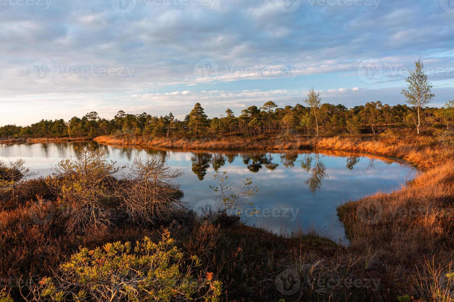 Spring in the swamp lakes photo