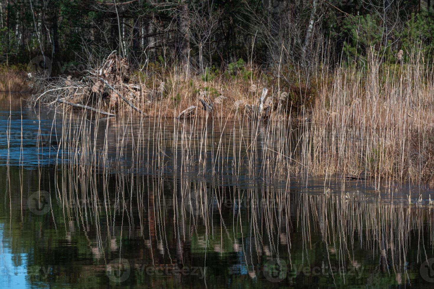 Spring in the swamp lakes photo