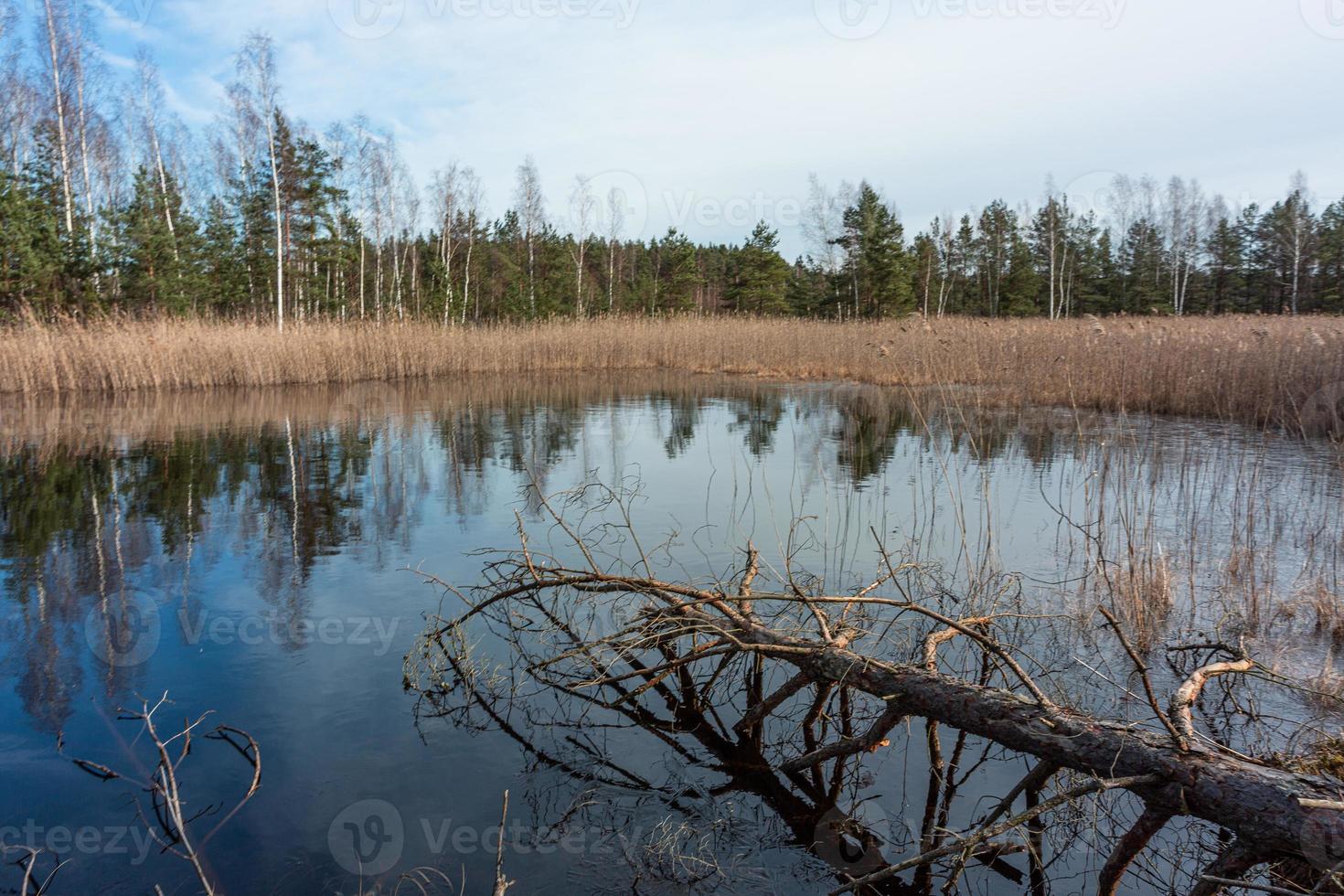 Spring in the swamp lakes photo