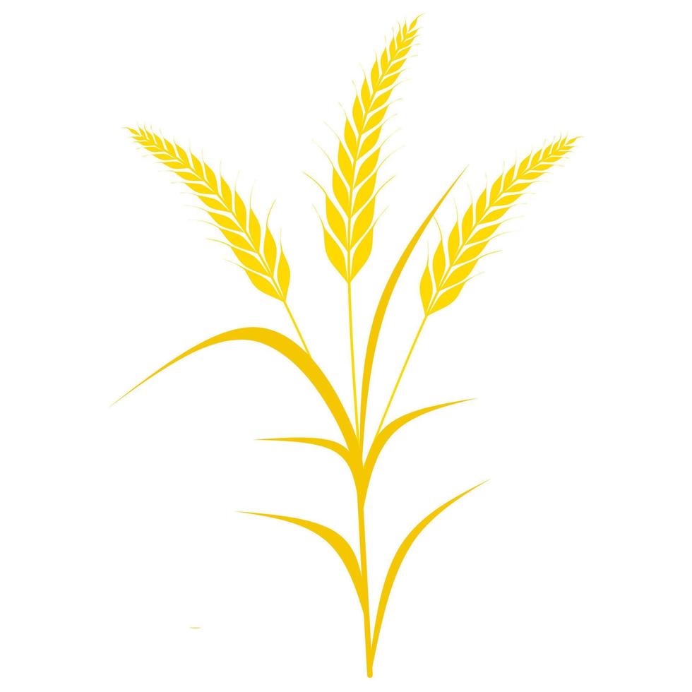 Wheat tree vector illustration isolated on white background. Cereal crops are used as a staple food.