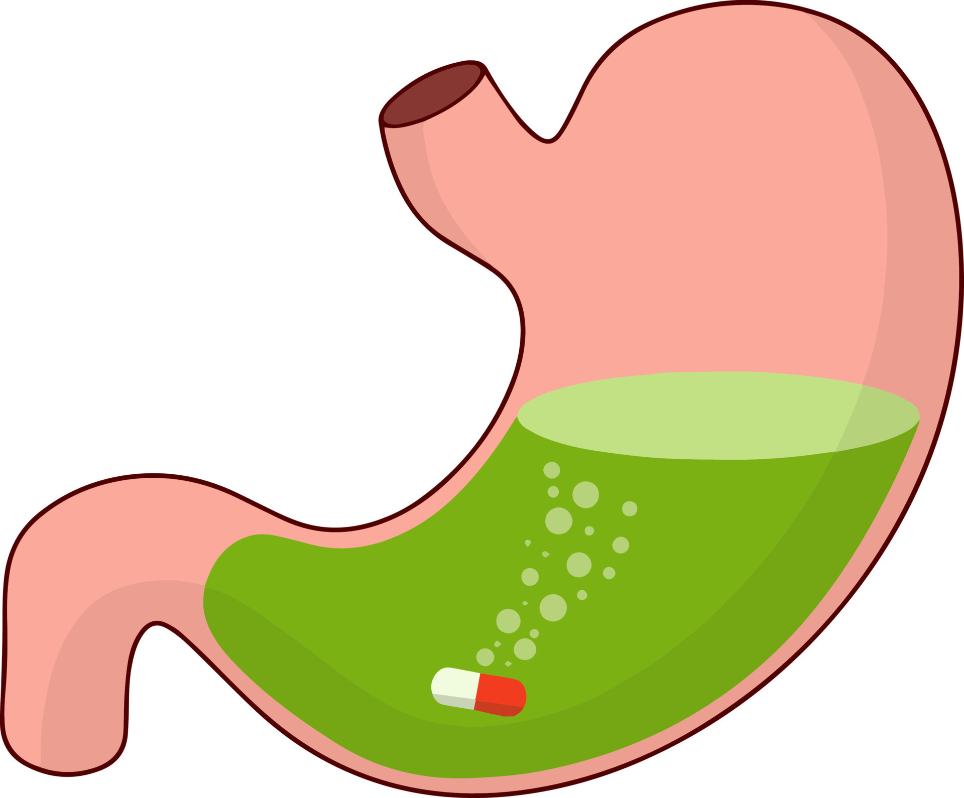 Stomach And Pill Dissolving Drug Disease Of Human Internal Organ stomach-and-pill-dissolving-drug-disease-of-human-internal-organ