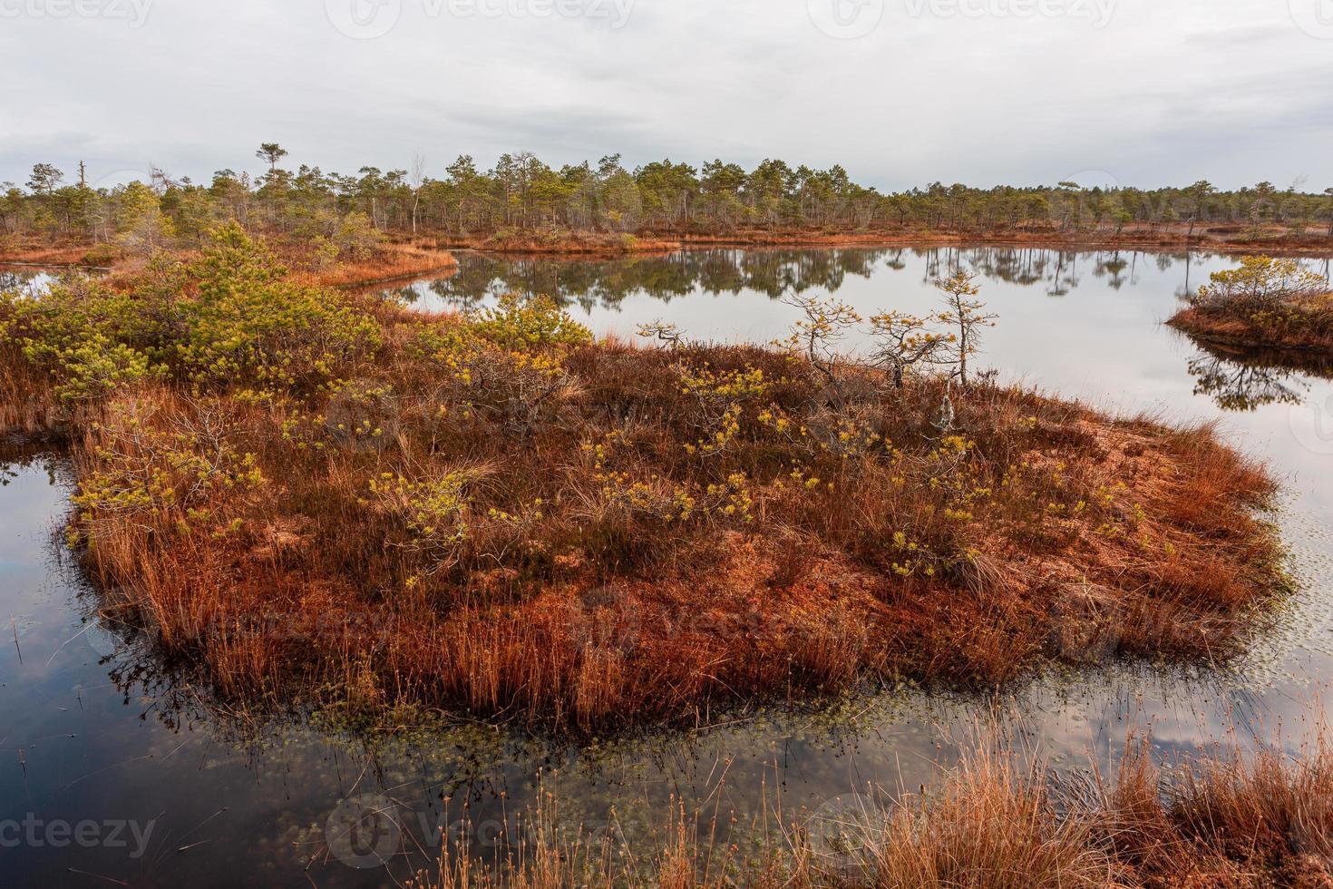 Spring in the swamp lakes photo