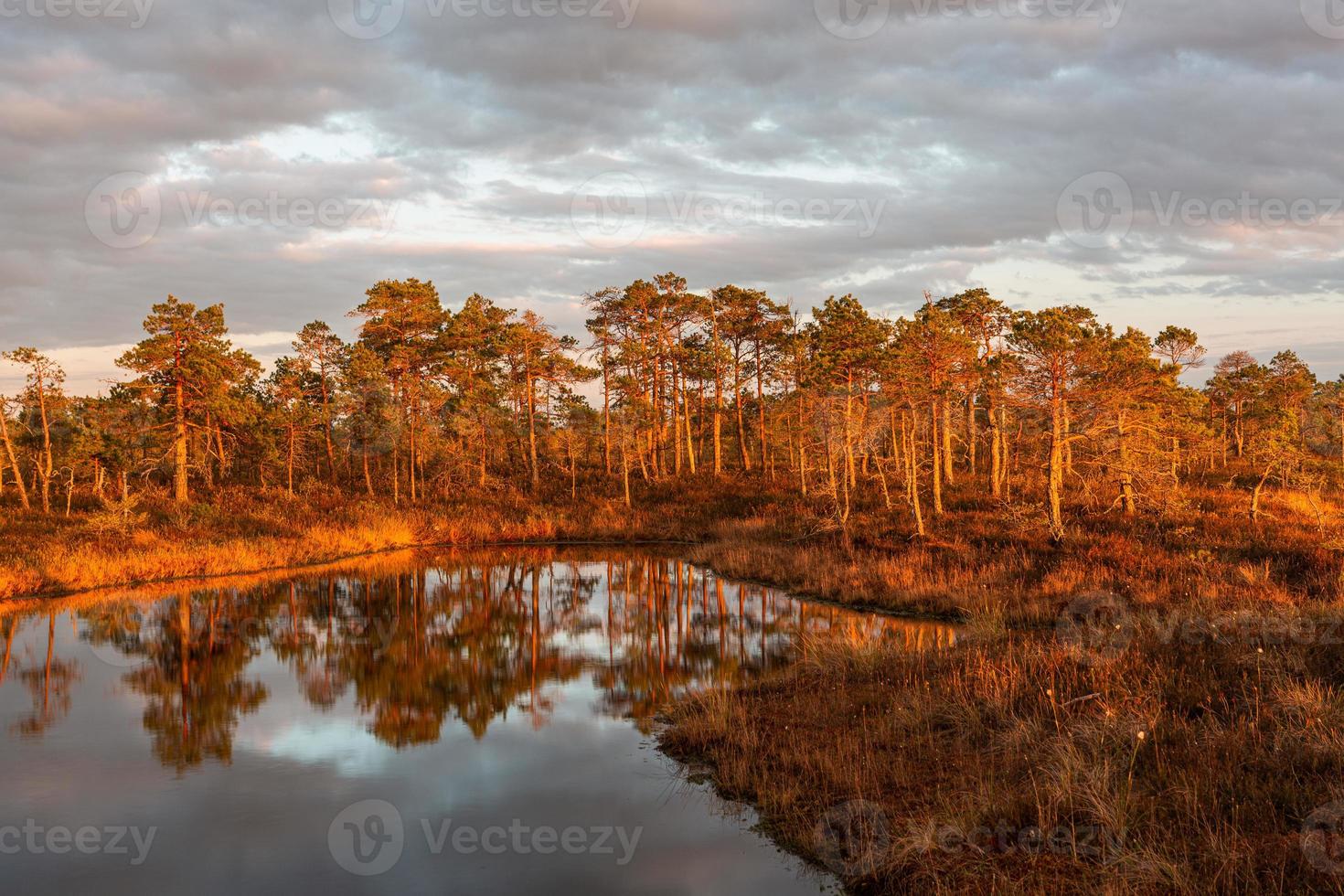 Spring in the swamp lakes photo