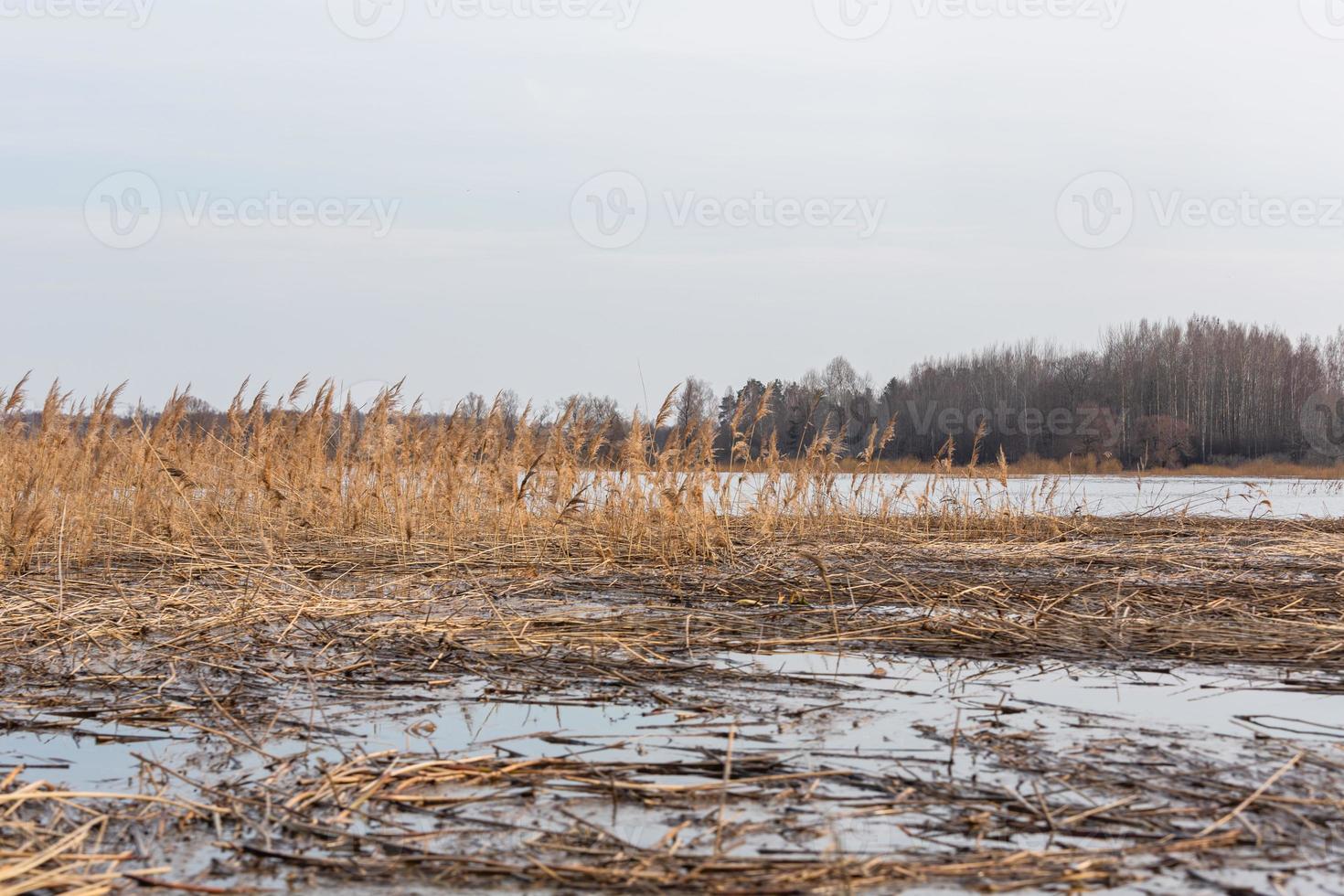 Flooded Meadows in Spring photo