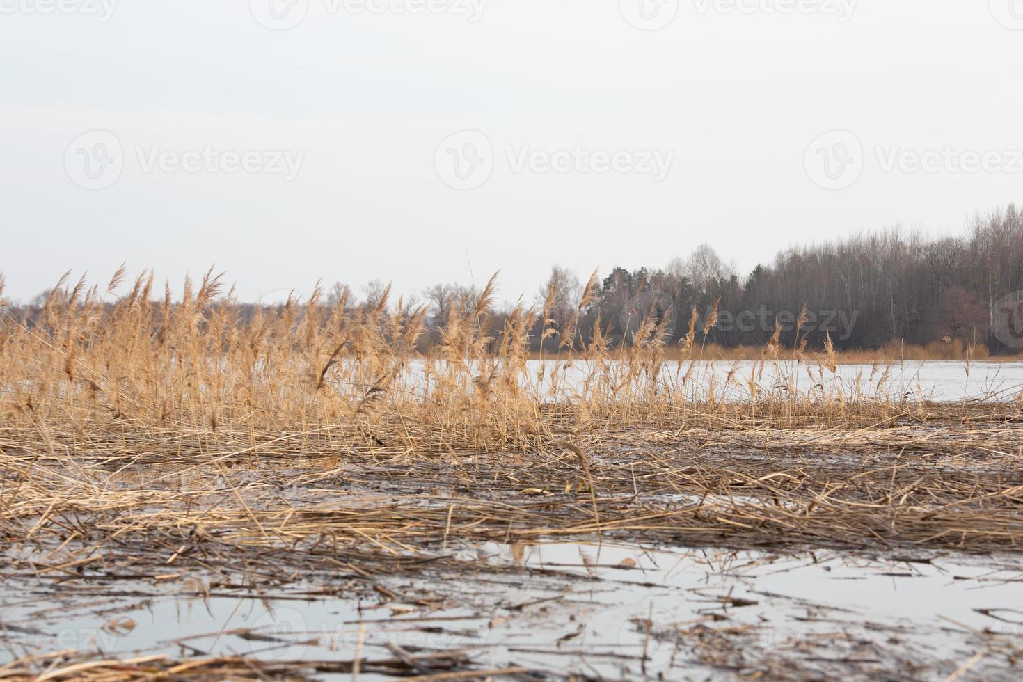 Flooded Meadows in Spring photo