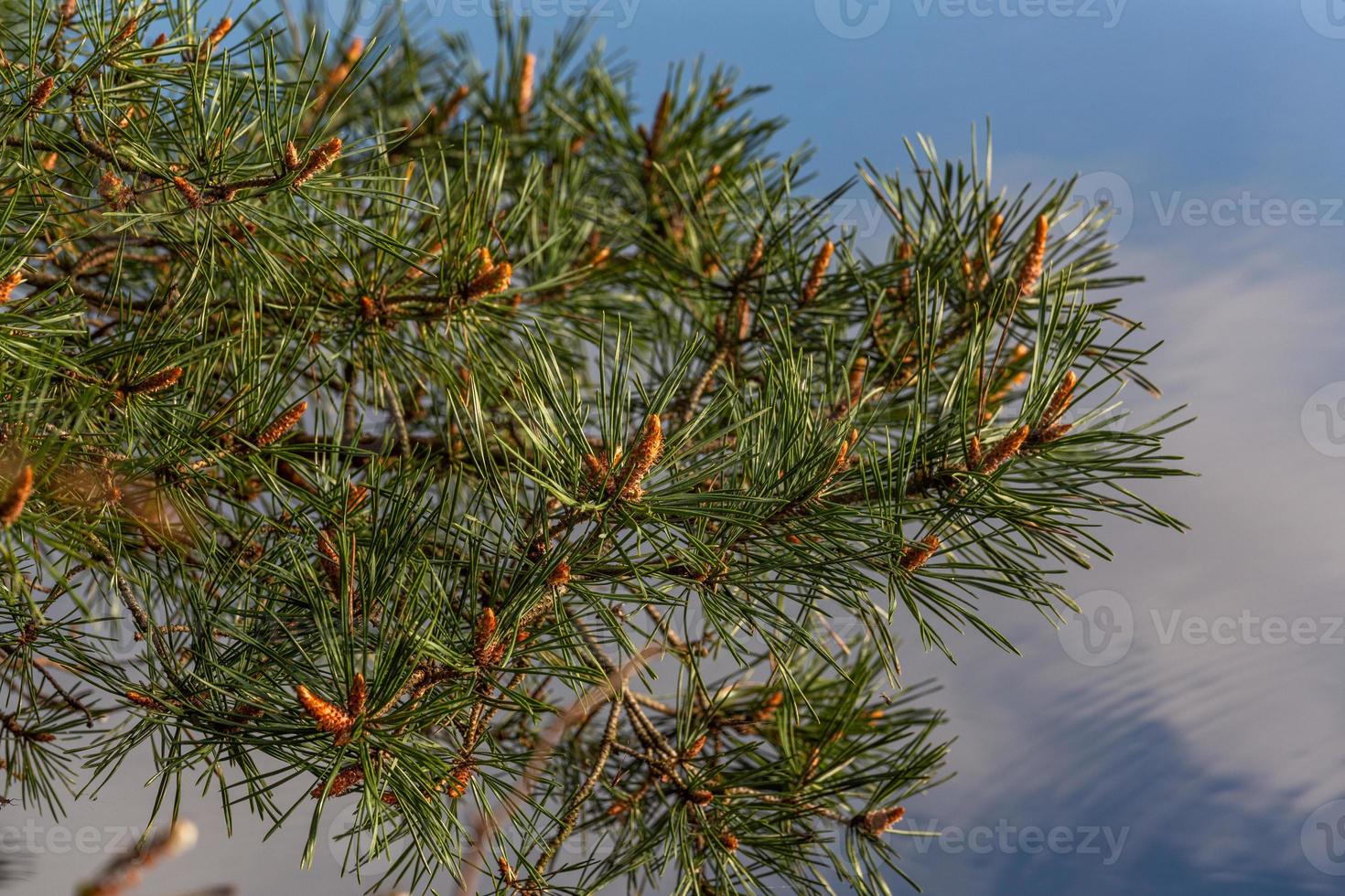 Spring in the swamp lakes photo