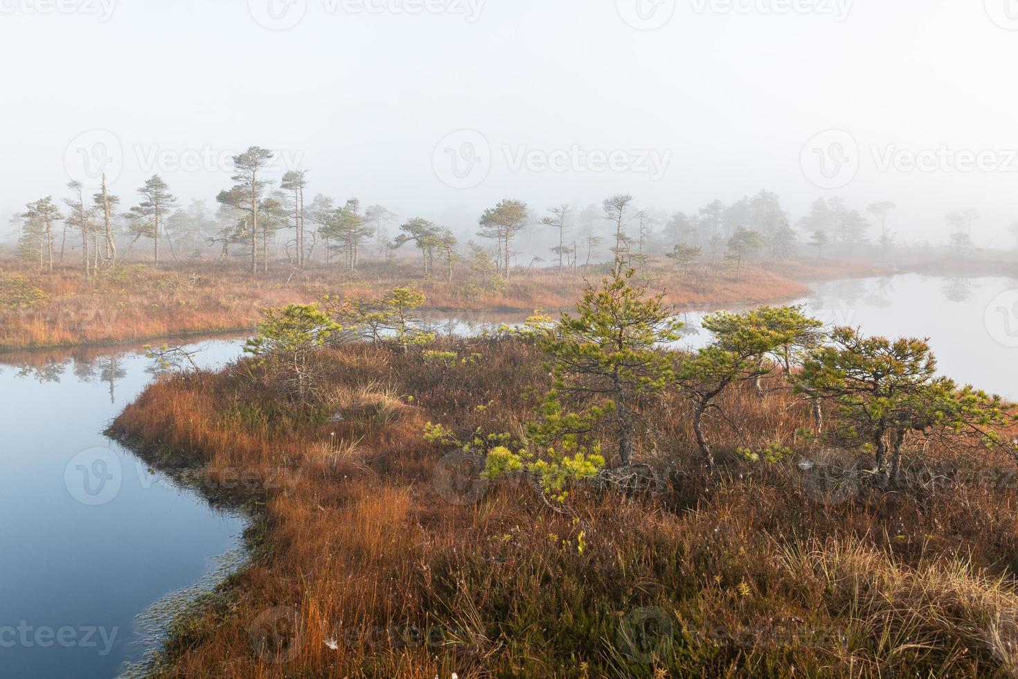 Spring in the swamp lakes photo