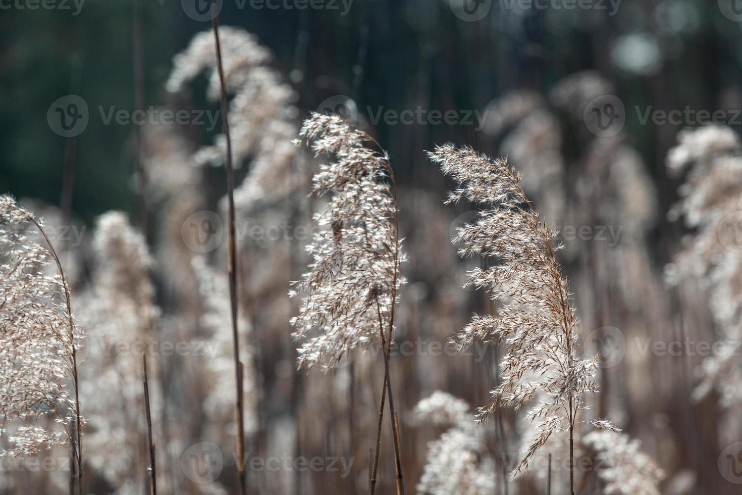 Spring in the swamp lakes photo