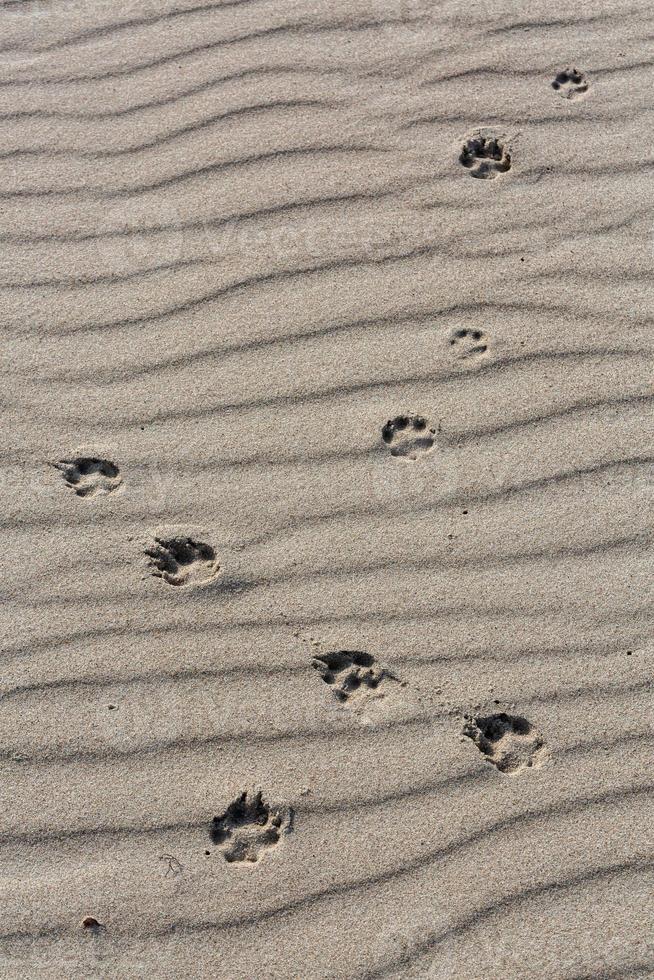 Patterns in The Beach Sand photo