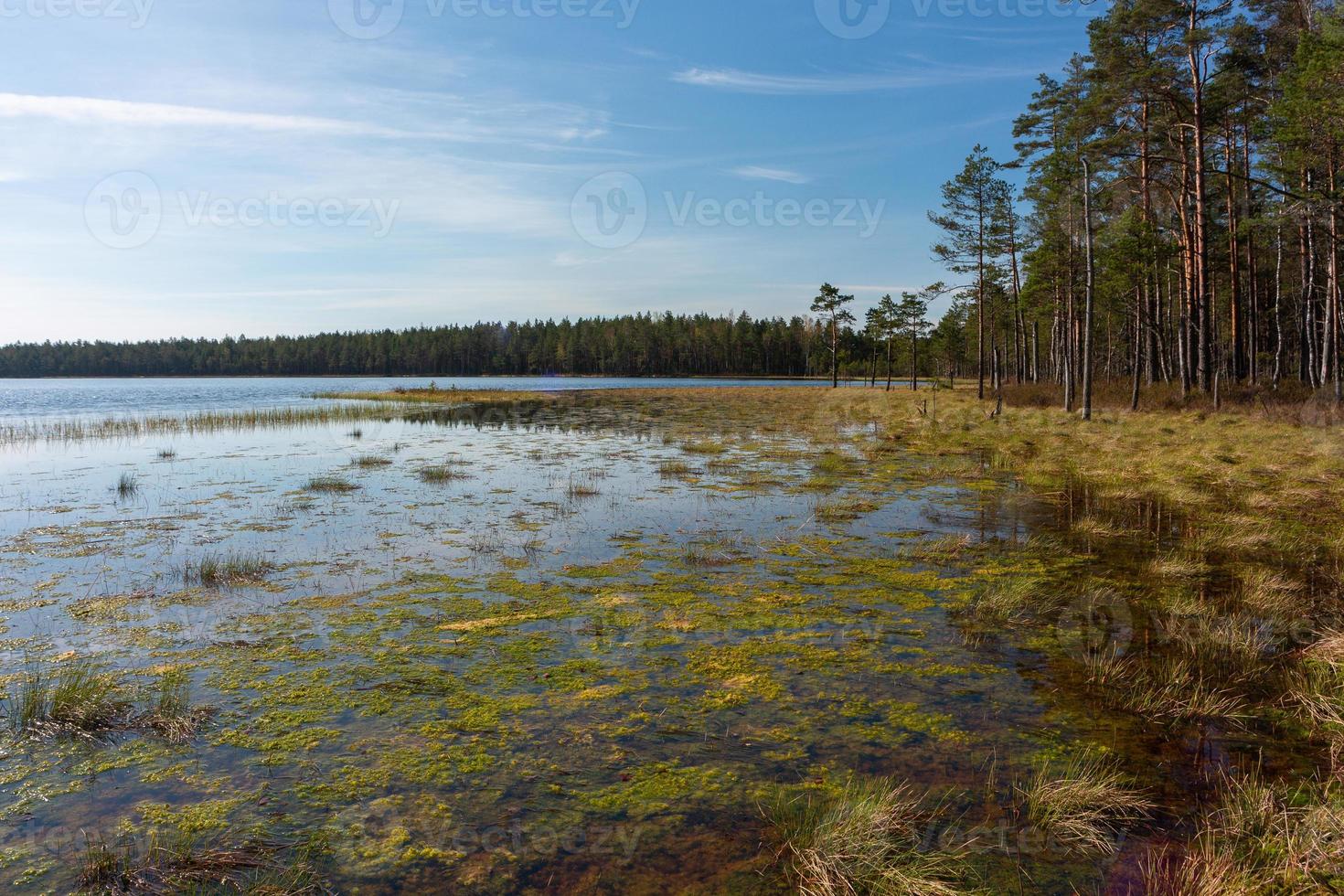 Spring in the swamp lakes photo