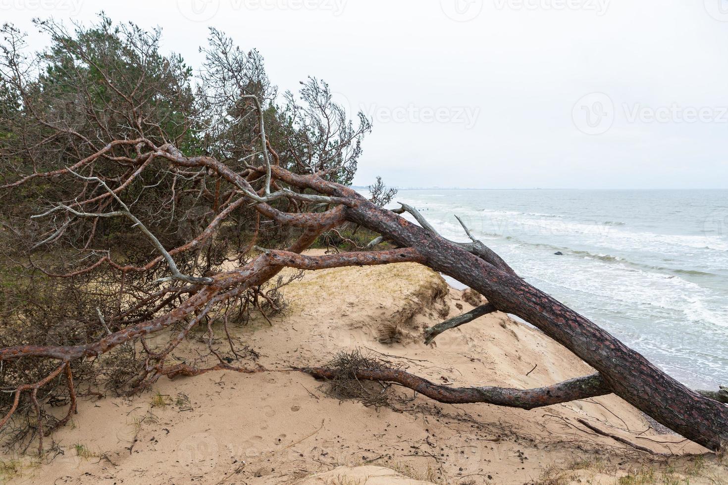 Baltic Sea Coast With Pebbles And Ice at Sunset photo