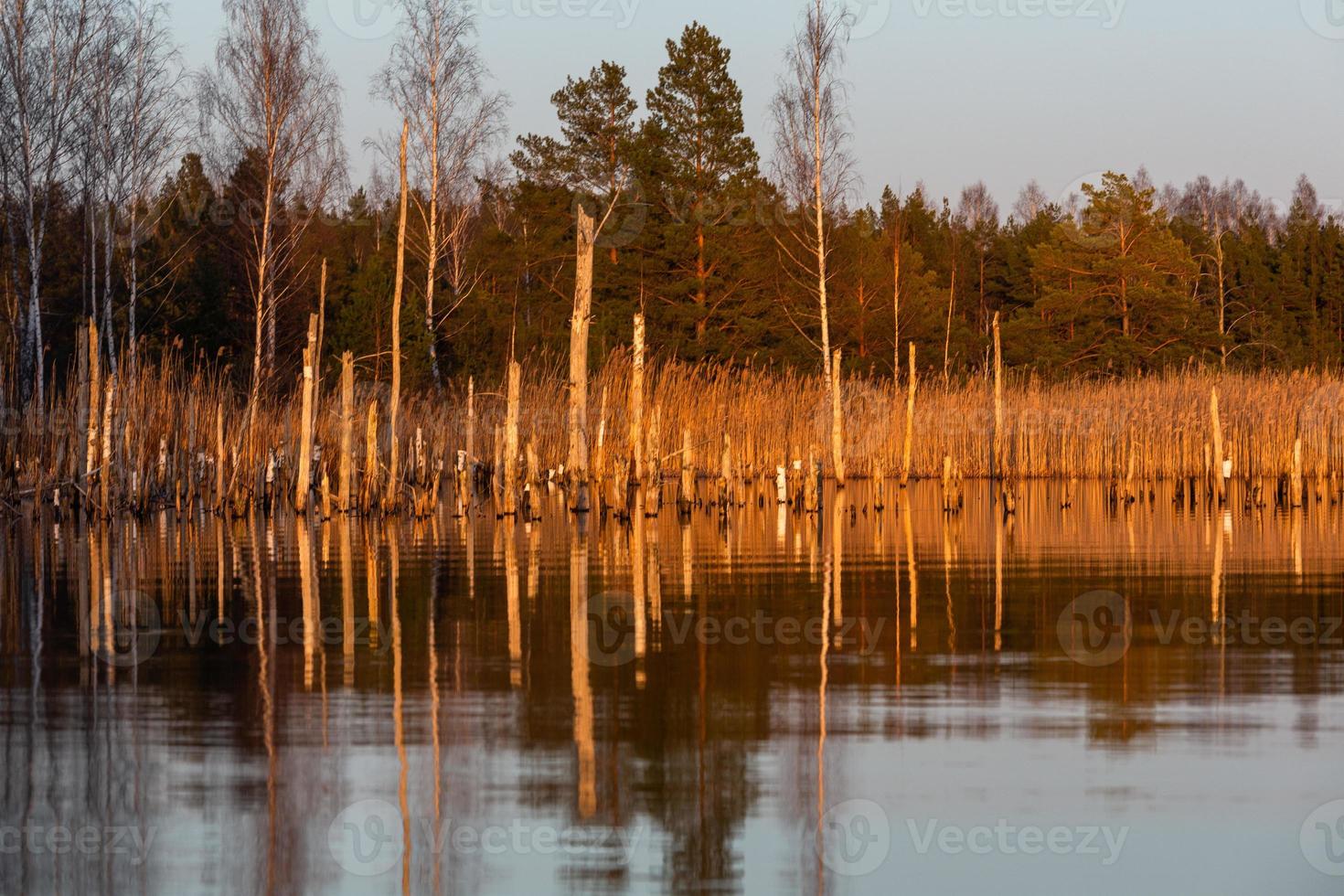 Spring in the swamp lakes photo