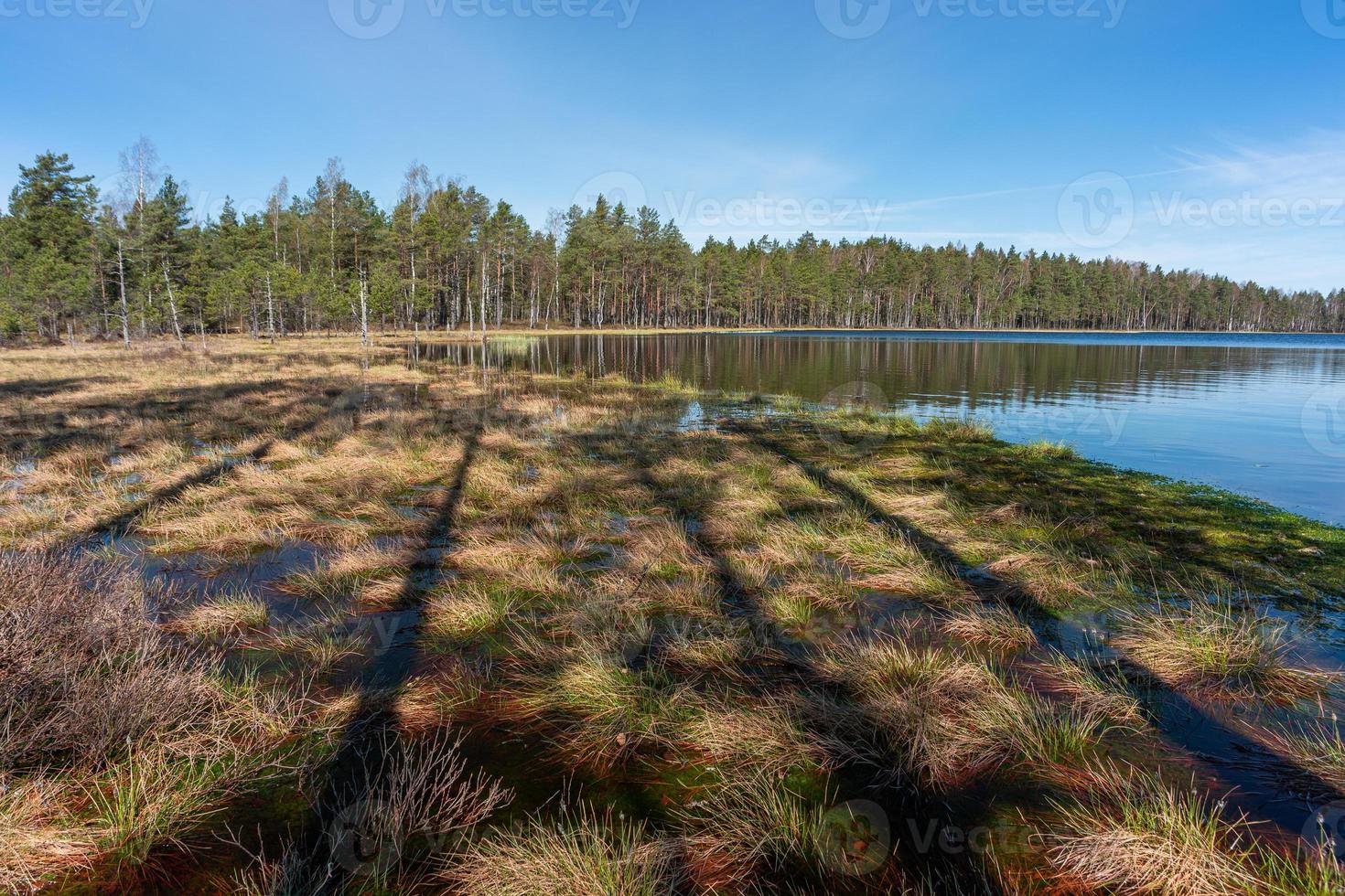 Spring in the swamp lakes photo