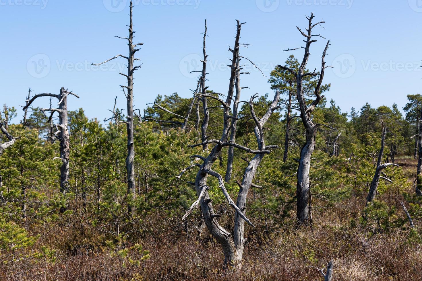 Spring in the swamp lakes photo