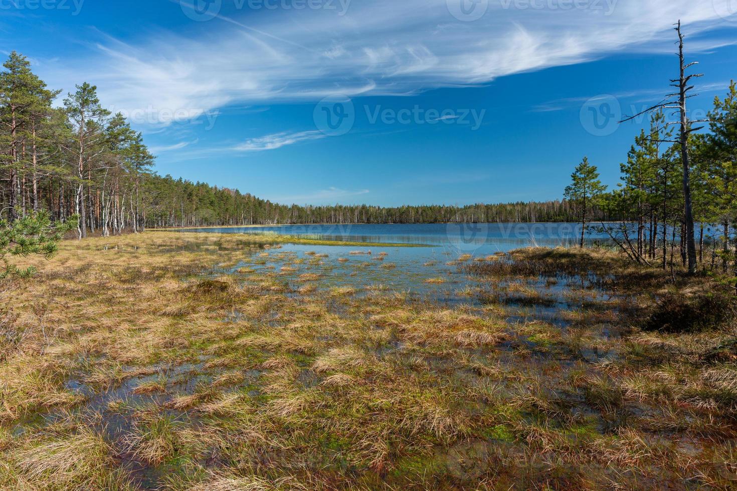 Spring in the swamp lakes photo