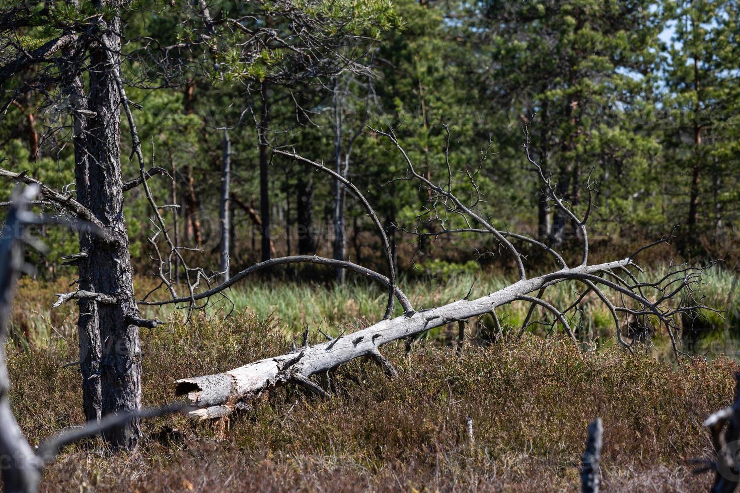 Spring in the swamp lakes photo