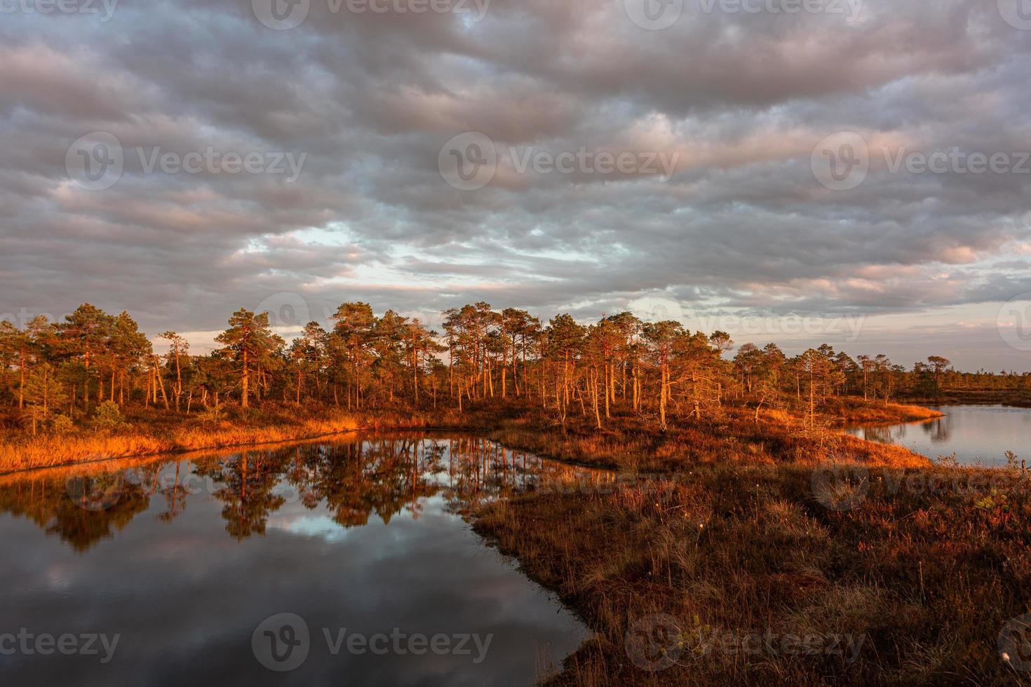 Spring in the swamp lakes photo