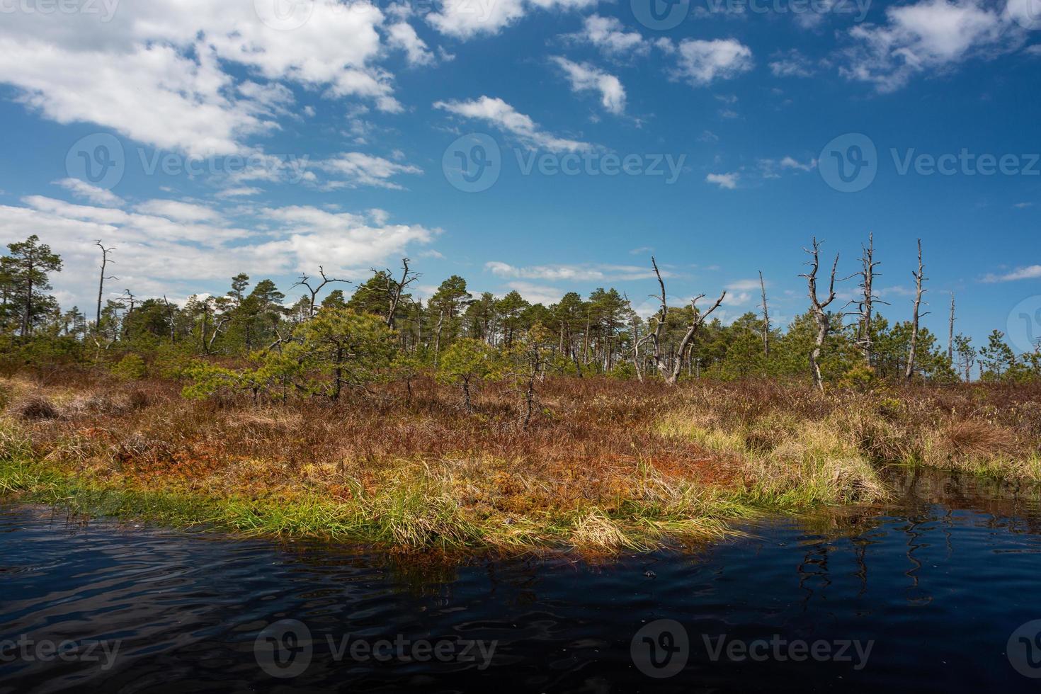 Spring in the swamp lakes photo