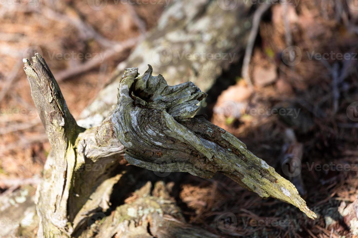 Spring in the swamp lakes photo